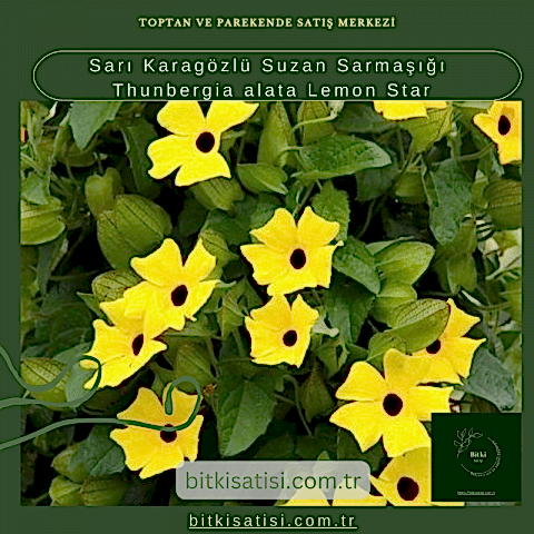 Sarı Karagözlü Suzan Sarmaşığı Thunbergia alata Lemon Star