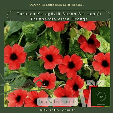 Sarı Karagözlü Suzan Sarmaşığı Thunbergia alata Lemon Star