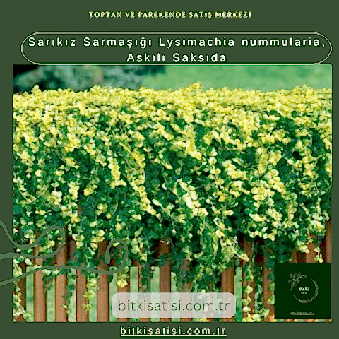 Sarıkız Sarmaşığı Lysimachia nummularia, Askılı Saksıda