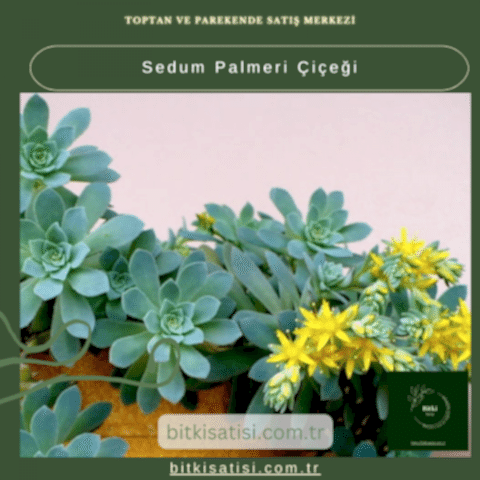 Sedum Palmeri Çiçeği: Bahçeniz İçin Mükemmel Sukulent