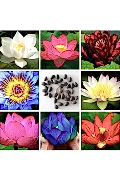 Suda yetişen 5 Renk Lotus Tohumları. Kolay çimlenir. Hızlı Kargo. 10 Adet Tohum