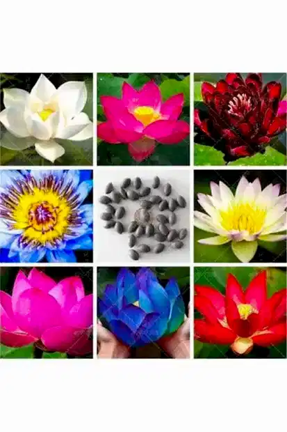 Suda yetişen 5 Renk Lotus Tohumları. Kolay çimlenir. Hızlı Kargo. 100 Adet Tohum