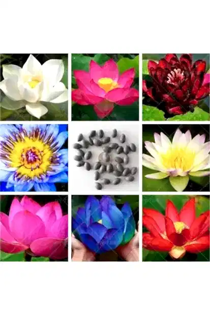 Suda yetişen 5 Renk Lotus Tohumları. Kolay çimlenir. Hızlı Kargo. 20 Adet Tohum
