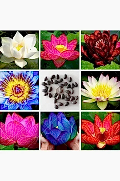 Suda yetişen 5 Renk Lotus Tohumları. Kolay çimlenir. Hızlı Kargo. 50 Adet Tohum