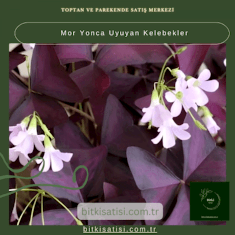 SÜS YONCASI-UÇAN KELEBEKLER ÇİÇEĞİ 20-40cm
