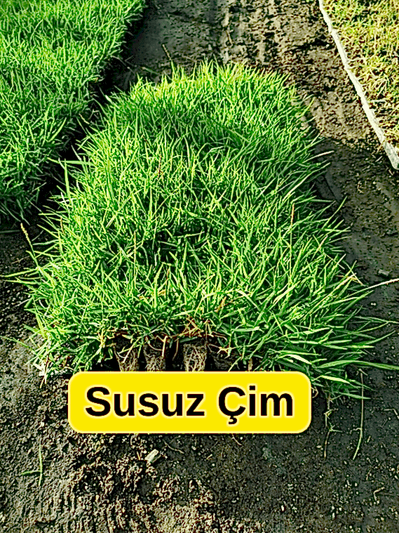 Dememe Paketi Oasis Susuz Çim Yama ve Deneme Dikim Paketi