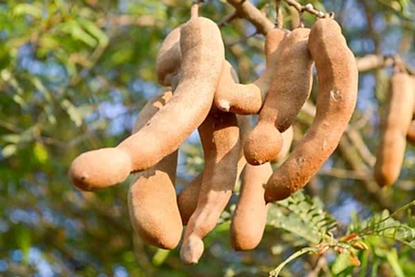 Tropikal Bahçeniz İçin Demirhindi Ağacı Fidanı Satışı