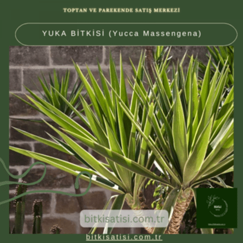YUKA BİTKİSİ (Yucca Massengena)