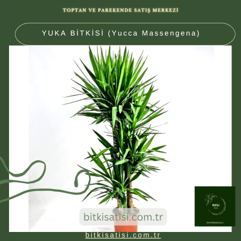 YUKA BİTKİSİ (Yucca Massengena)