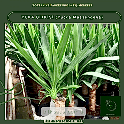YUKA BİTKİSİ (Yucca Massengena)