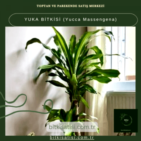 YUKA BİTKİSİ (Yucca Massengena)