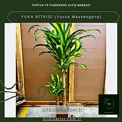 YUKA BİTKİSİ (Yucca Massengena)