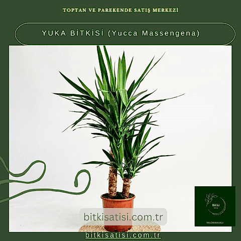 YUKA BİTKİSİ (Yucca Massengena)