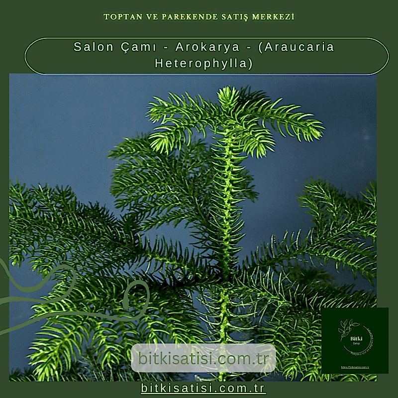 Salon Çamı - Arokarya - (Araucaria Heterophylla)