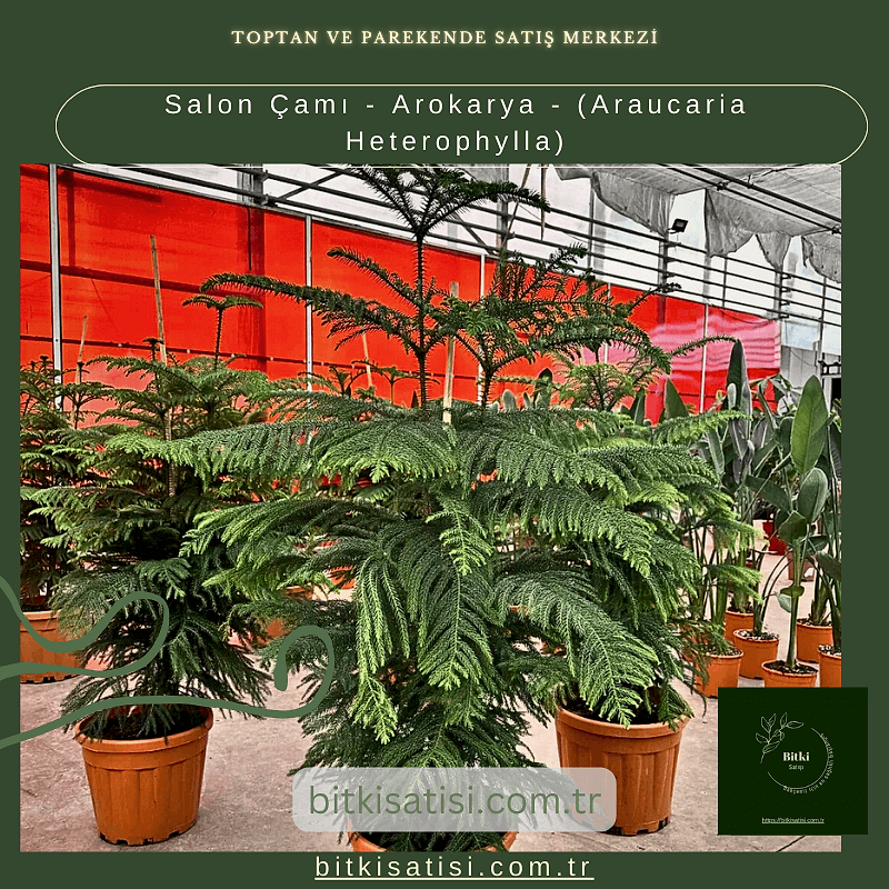 Salon Çamı - Arokarya - (Araucaria Heterophylla)