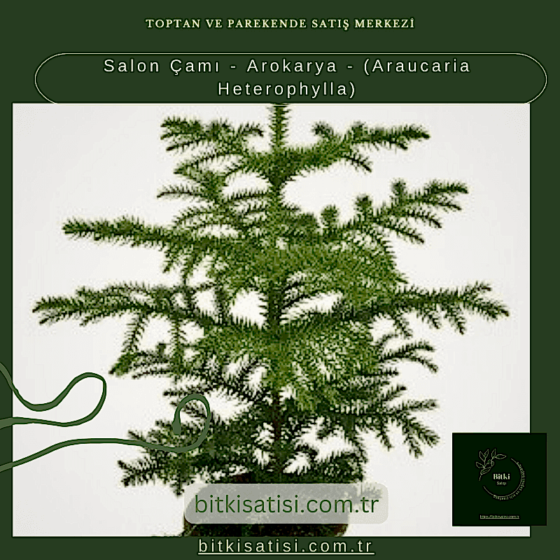 Salon Çamı - Arokarya - (Araucaria Heterophylla)