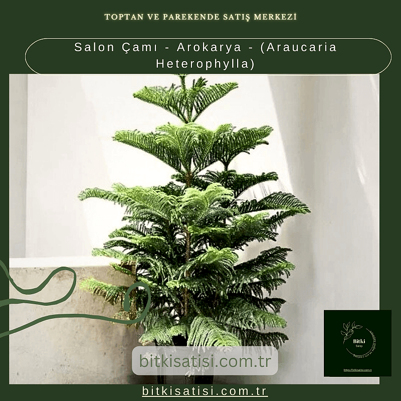 Salon Çamı - Arokarya - (Araucaria Heterophylla)