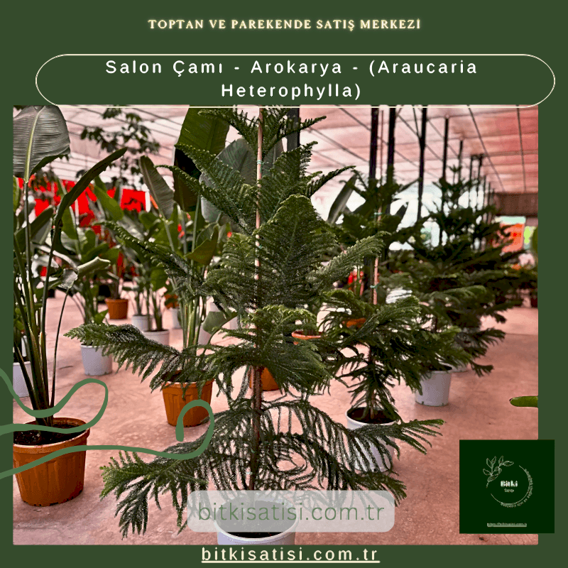 Salon Çamı - Arokarya - (Araucaria Heterophylla)