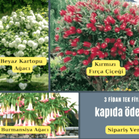 Üçlü Set. Kartopu Fırça Çalısı Burmansiya Ağacı