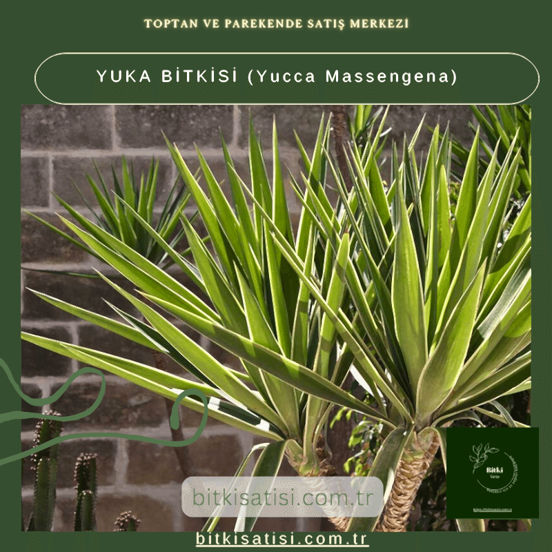 YUKA BİTKİSİ (Yucca Massengena)