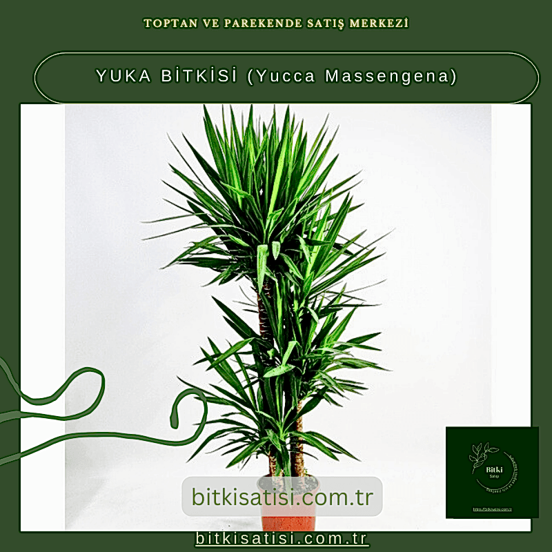 YUKA BİTKİSİ (Yucca Massengena)