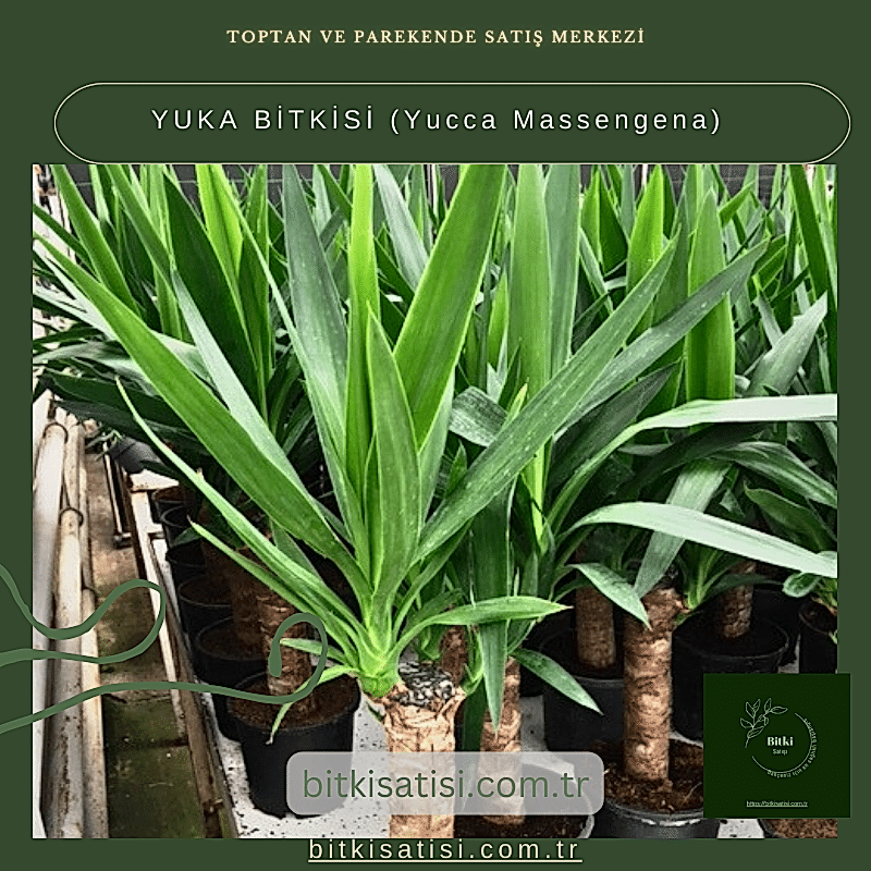 YUKA BİTKİSİ (Yucca Massengena)