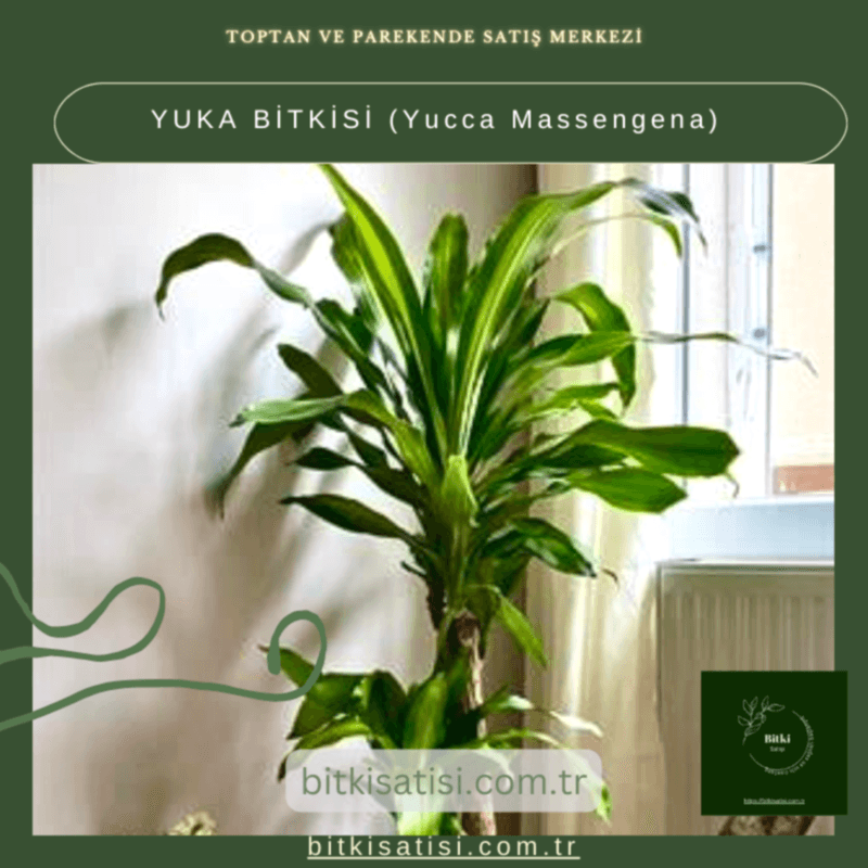 YUKA BİTKİSİ (Yucca Massengena)